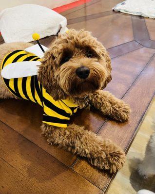 Tefani & So. Dogcare