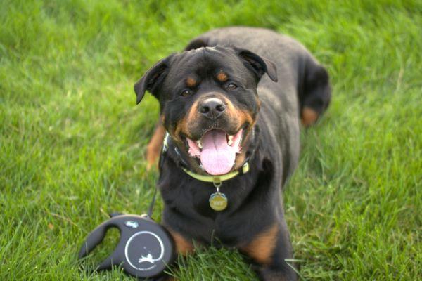 Petsy Animal Care Services