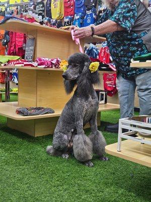 ASK FOR MS. VIRGINIA... SHE GROOMED ME
CALL NOW 901-310-4773