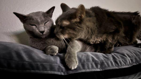 the last week Mystro & Leo laid together . We do miss him so much....