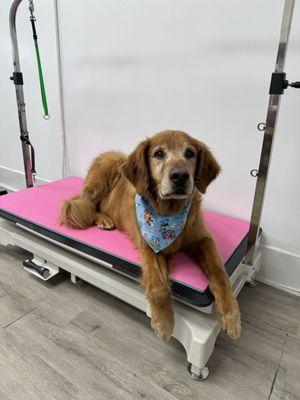 Mr. Stoli Happy Paws