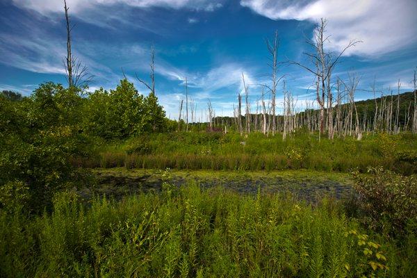 Grassfed Meat * Certified Organic | Grassroots Farm & Foods