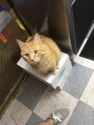 Michel the Bodega Cat