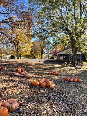 Hidden Bee Animal Rescue