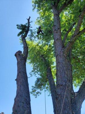 Viverito Tree Experts Inc