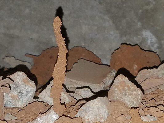 B Positive Pest Management