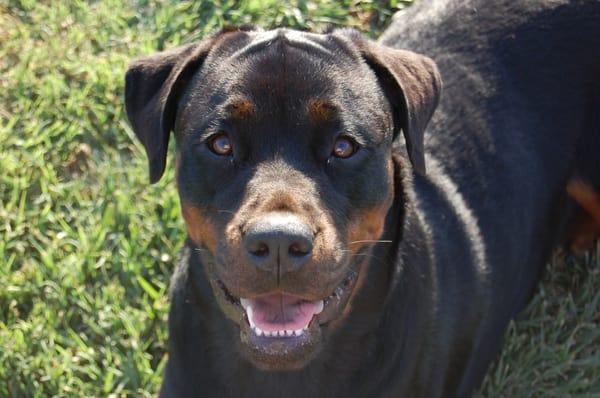 Pawsitive Principles Training & Wellness