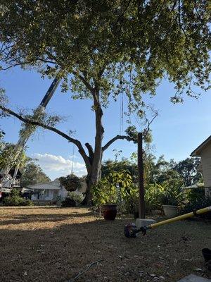 St Pete Tree Service