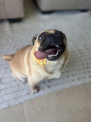 Dee-O-Gee's Mobile Grooming