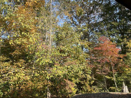 Arbors Hills