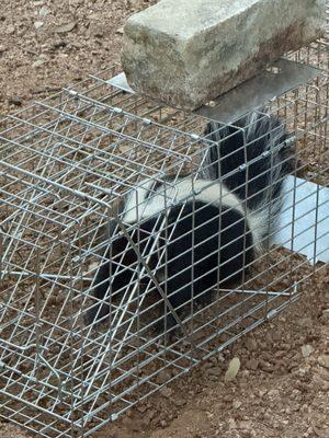 Cen-Tex Wildlife Control