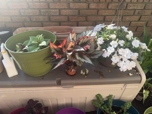 Native Light Photography