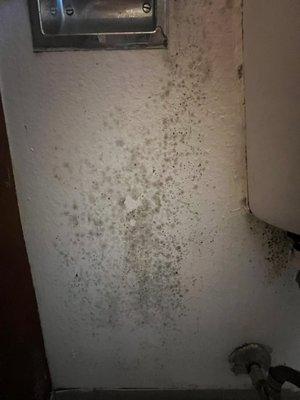 MOLD