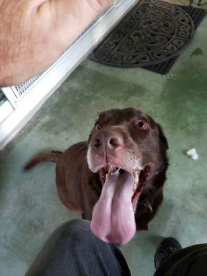 California Canine Academy