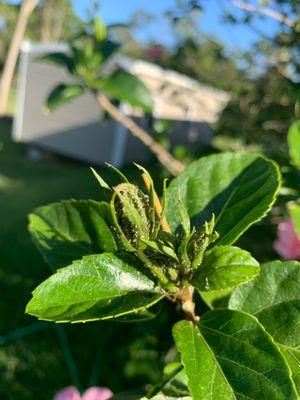 Turf Life Pest Control