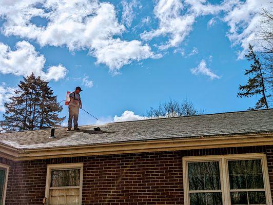 Shingle Roof Protection