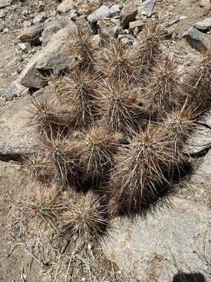 Cactus Loop Trail