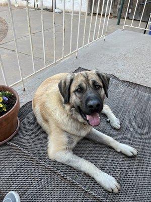 Big Dogs Huge Paws Rescue