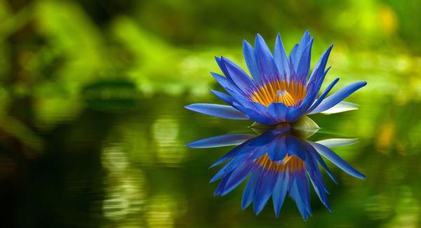 Blue Lotus Counseling And Wellness