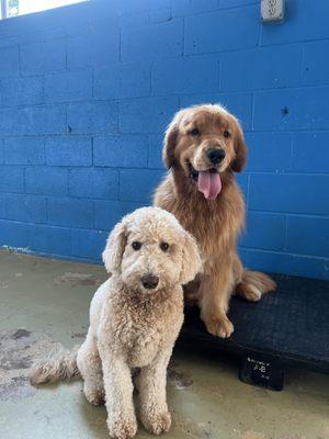 Inside doggy daycare room