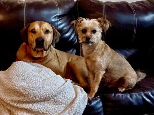 Bow-Wow Beauty Salon