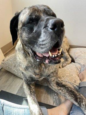 Alternatives for Animals