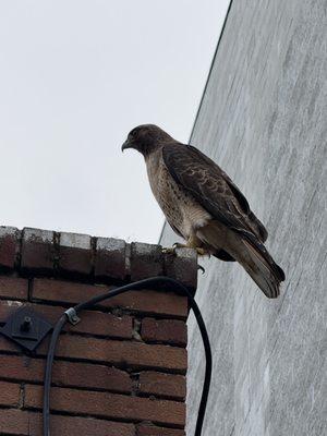 Urban wild life. Red tail hawk posted at Mad Oak, on the look out.