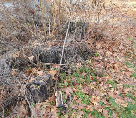 Woodmaster Tree Service