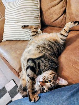 Hot Dogs N Cool Cats Pet Sitting