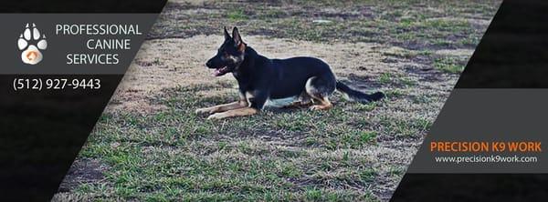 Precision K9 Work