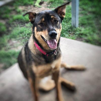 Peace and Calm K9 Training