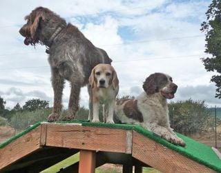 All Good Dogs Pet Resort