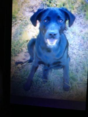 Lemon Bay Animal Hospital