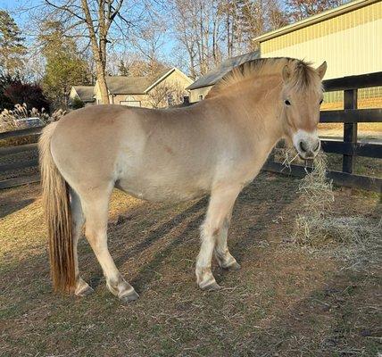 6 year old fjord mare Charlotte