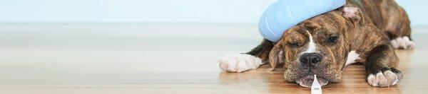 Colonial Heights Veterinary Clinic