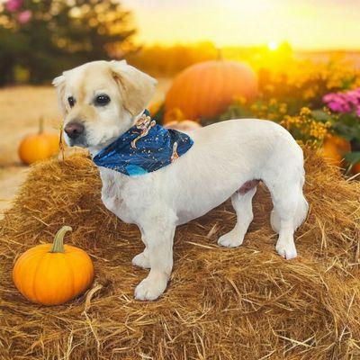 Two Dogs Salon & Mercantile