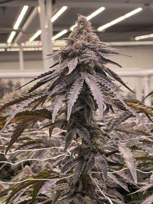 West Coast Cannabis Club - Indio