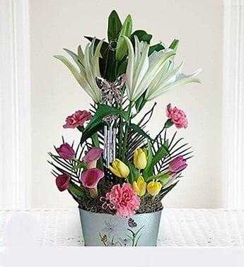 SPRING DELIGHT