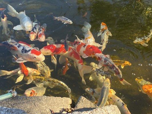 St. Patrick's Day at Leprechaun Ponds.