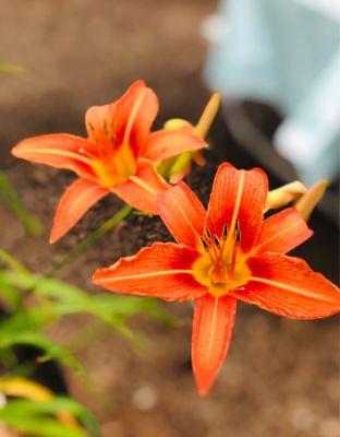 Cartoogechaye Creek Campground