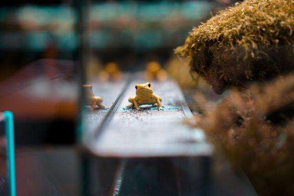 Big or small, all pets are welcome and cared for with the utmost respect and attention.  Choose Aquamation for your pet's End of Life care.