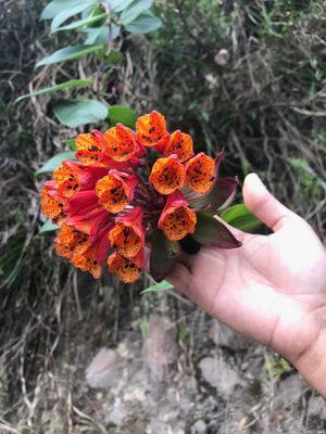 A wild, beautiful rare flower that grows in Ecuador. Over A ledge in an active volcano.