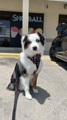 puppy after dog groomer