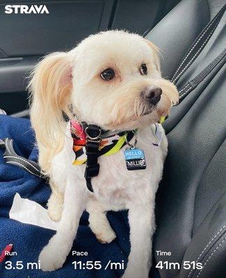 Winding River Pet Village