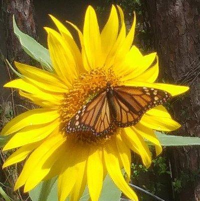 Bee Kind Gardens
