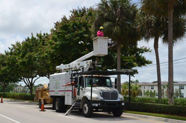 Municipal tree trimming for the city