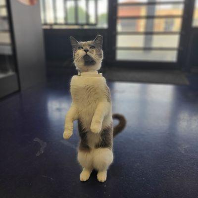 SmokeBoyz Smoke and Vape Shop