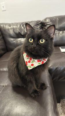 Black cat with green eyes and a Cherry bandana. Sitting on a couch.