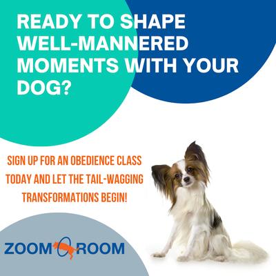 Zoom Room Dog Training