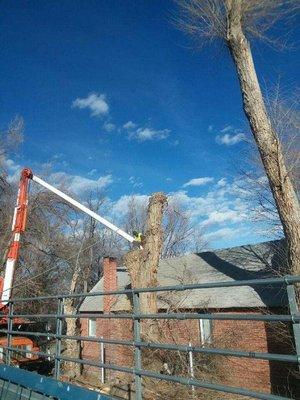 Apex Tree And Crane Service